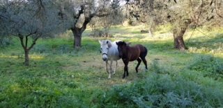 Our organic way dealing with weeds!