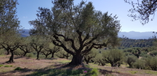 In our farm