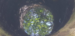 Our fig tree reflection inside the well