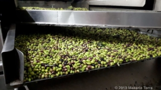 At the olive mill