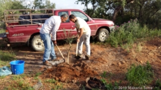 Baby oil put on the soil. Our bequest to the next Makaria Terra generations