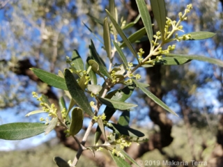 Blooming olive branch