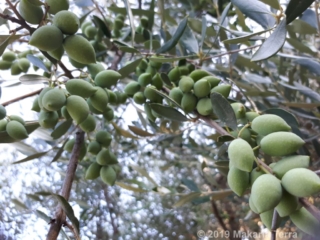 Crop almost ready!