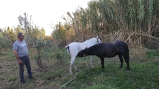Our horses, mother and son!