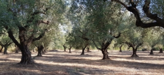 Makaria Terra fields