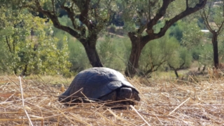 No pesticides used, our small friends can wonder around happy