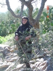 Our Grandmother Dimitra, at the age of 89 during harvesting