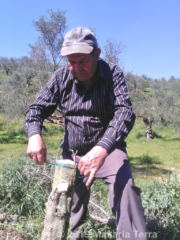 Wild tree grafted into cultivated Koroneiki variety by our father